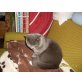 Britisch Kurzhaarkatze - Katze
