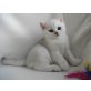 Britisch Kurzhaarkatze - Katze