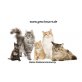 Britisch Kurzhaarkatze - Katze