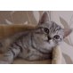 Britisch Kurzhaarkatze - Katze