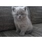 Britisch Kurzhaarkatze - Katze