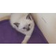 Britisch Kurzhaarkatze - Katze