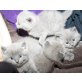 Britisch Kurzhaarkatze - Katze