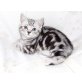 Britisch Kurzhaarkatze - Katze