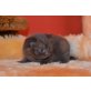 Britisch Kurzhaarkatze - Katze