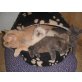 Britisch Kurzhaarkatze - Katze