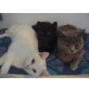 Britisch Kurzhaarkatze - Katze