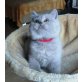 Britisch Kurzhaarkatze - Katze