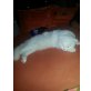 Britisch Kurzhaarkatze - Katze