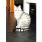 Britisch Kurzhaarkatze - Katze