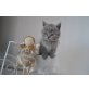Britisch Kurzhaarkatze - Katze
