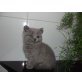 Britisch Kurzhaarkatze - Katze