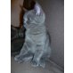 Britisch Kurzhaarkatze - Katze