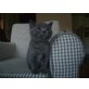 Britisch Kurzhaarkatze - Katze