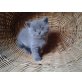 Britisch Kurzhaarkatze - Katze