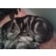 Britisch Kurzhaarkatze - Katze