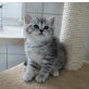 Britisch Kurzhaarkatze - Katze