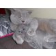 Britisch Kurzhaarkatze - Katze