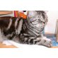 Britisch Kurzhaarkatze - Katze