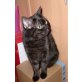 Britisch Kurzhaarkatze - Katze