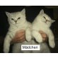 Britisch Kurzhaarkatze - Katze