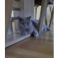 Britisch Kurzhaarkatze - Katze