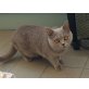 Britisch Kurzhaarkatze - Katze
