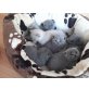 Britisch Kurzhaarkatze - Katze