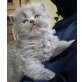 Britisch Kurzhaarkatze - Katze