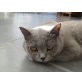 Britisch Kurzhaarkatze - Katze