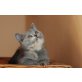 Britisch Kurzhaarkatze - Katze
