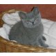 Britisch Kurzhaarkatze - Katze
