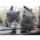 Britisch Kurzhaarkatze - Katze