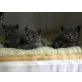 Britisch Kurzhaarkatze - Katze