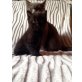 Britisch Kurzhaarkatze - Katze