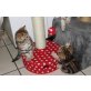 Britisch Kurzhaarkatze - Katze
