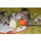 Britisch Kurzhaarkatze - Katze