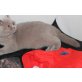 Britisch Kurzhaarkatze - Katze