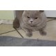Britisch Kurzhaarkatze - Katze