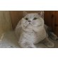Britisch Kurzhaarkatze - Katze