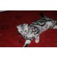 Britisch Kurzhaarkatze - Katze