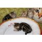 Britisch Kurzhaarkatze - Katze