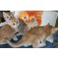 Britisch Kurzhaarkatze - Katze