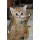 Britisch Kurzhaarkatze - Katze