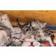 Britisch Kurzhaarkatze - Katze