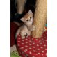 Britisch Kurzhaarkatze - Katze