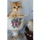 Britisch Kurzhaarkatze - Katze