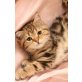 Britisch Kurzhaarkatze - Katze