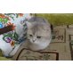 Britisch Kurzhaarkatze - Katze