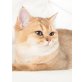 Britisch Kurzhaarkatze - Katze